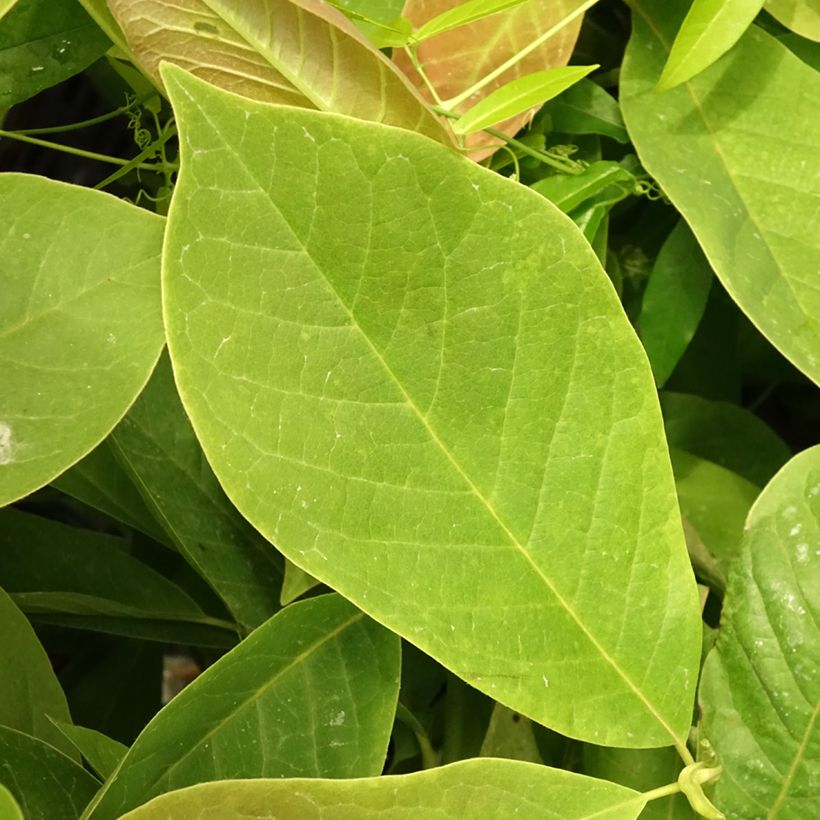 Magnolia Manchu Fan (Foliage)