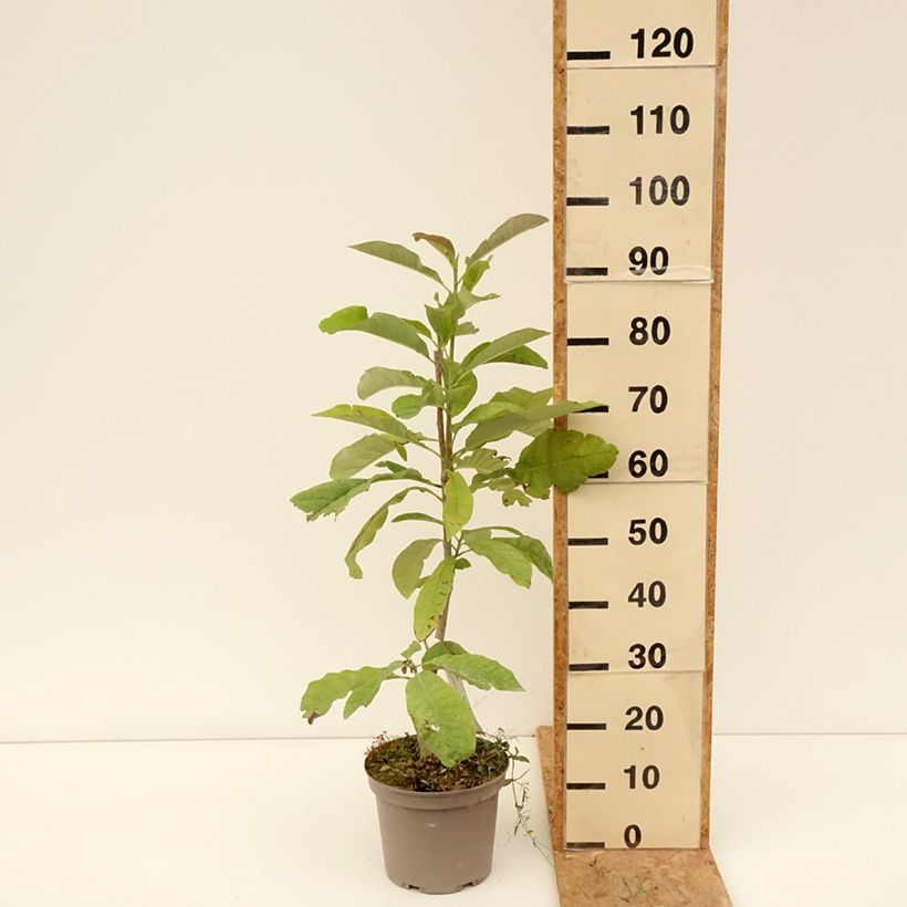 Magnolia officinalis  4L/5L pot sample as delivered in summer