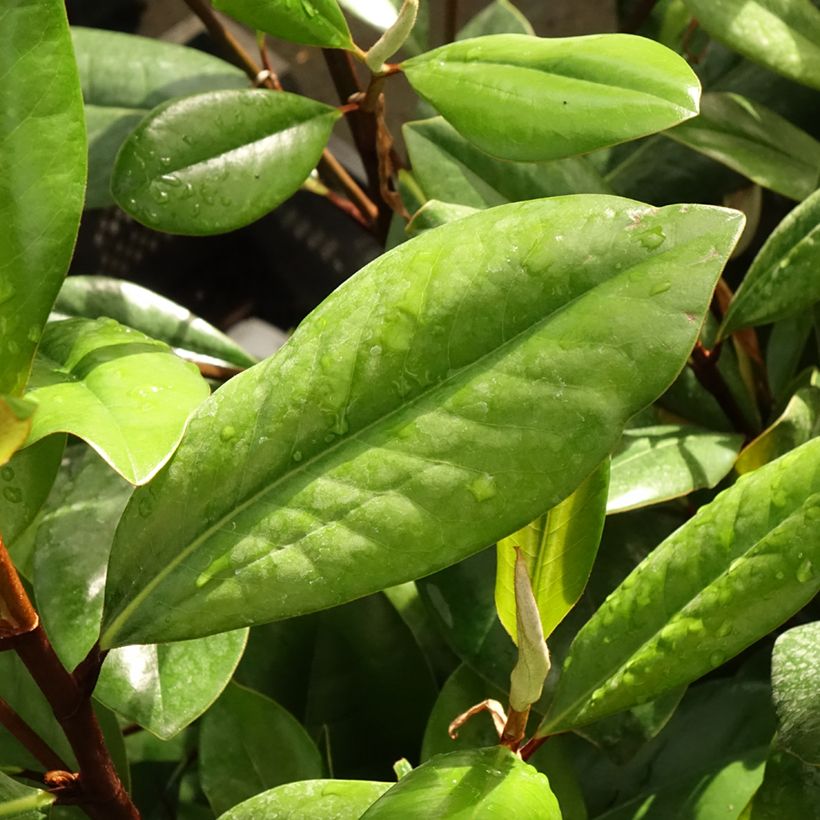 Magnolia grandiflora D.d. blanchard (Foliage)