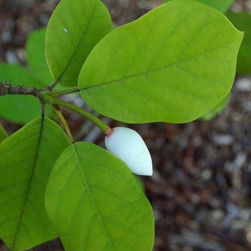 Magnolia sieboldii (Foliage)
