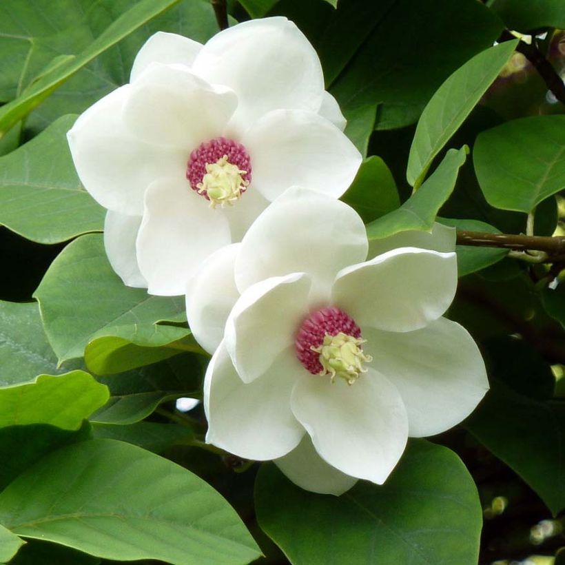 Magnolia sieboldii (Flowering)