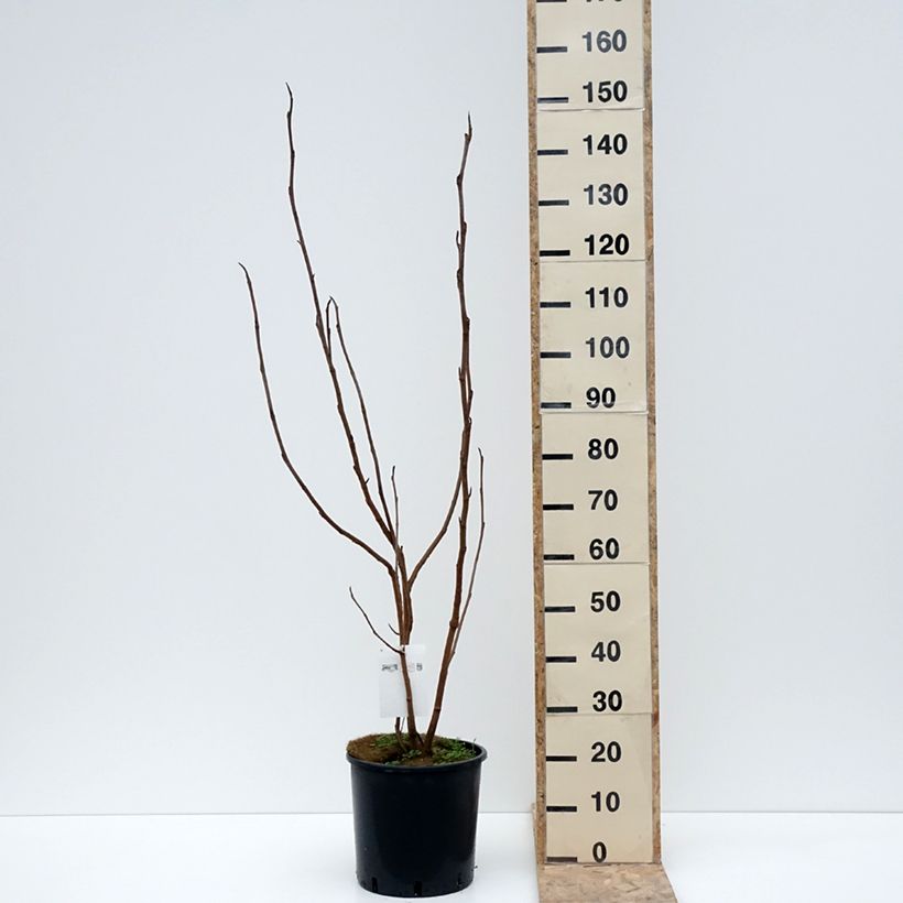 Magnolia sieboldii 80cm+ en pot de 12L sample as delivered in winter