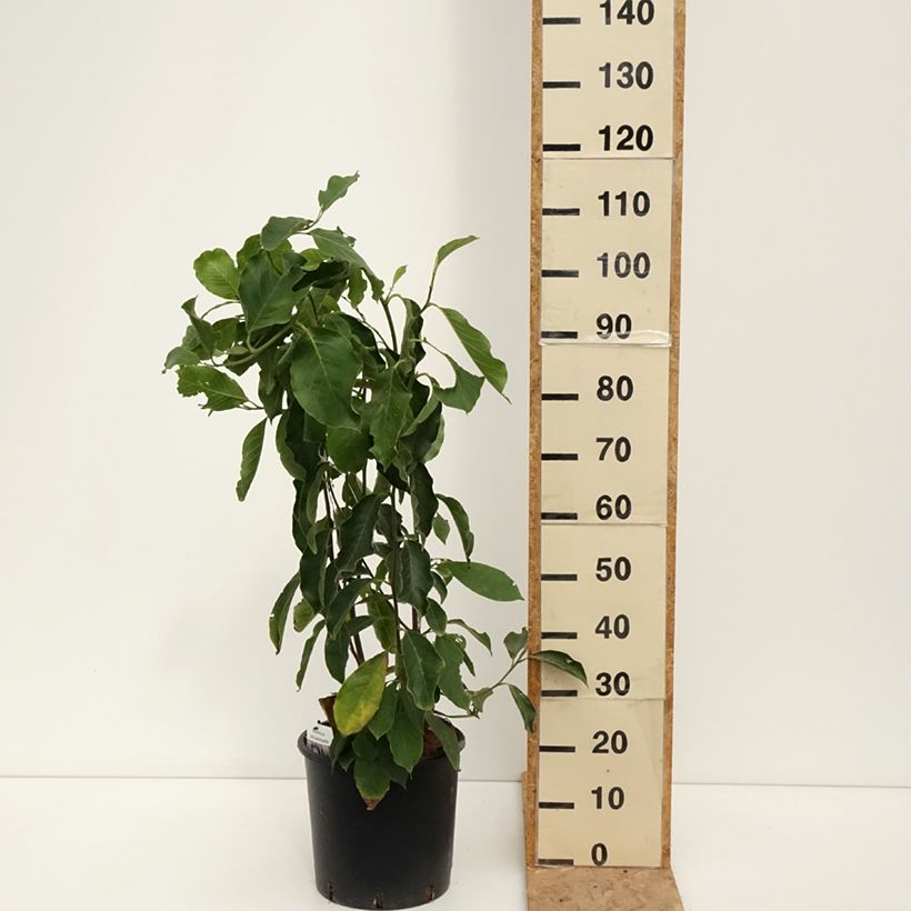 Magnolia x soulangeana 7.5L/10L pot sample as delivered in summer