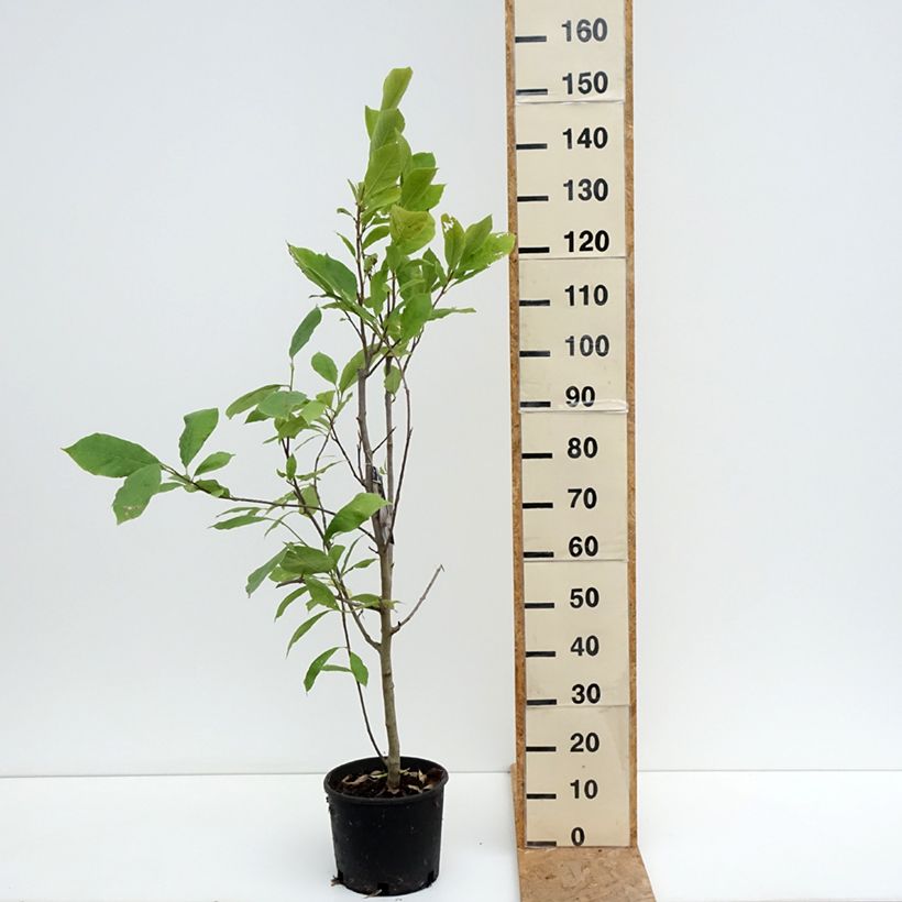 Magnolia  soulangeana Rustica Rubra 7.5L/10L pot sample as delivered in summer