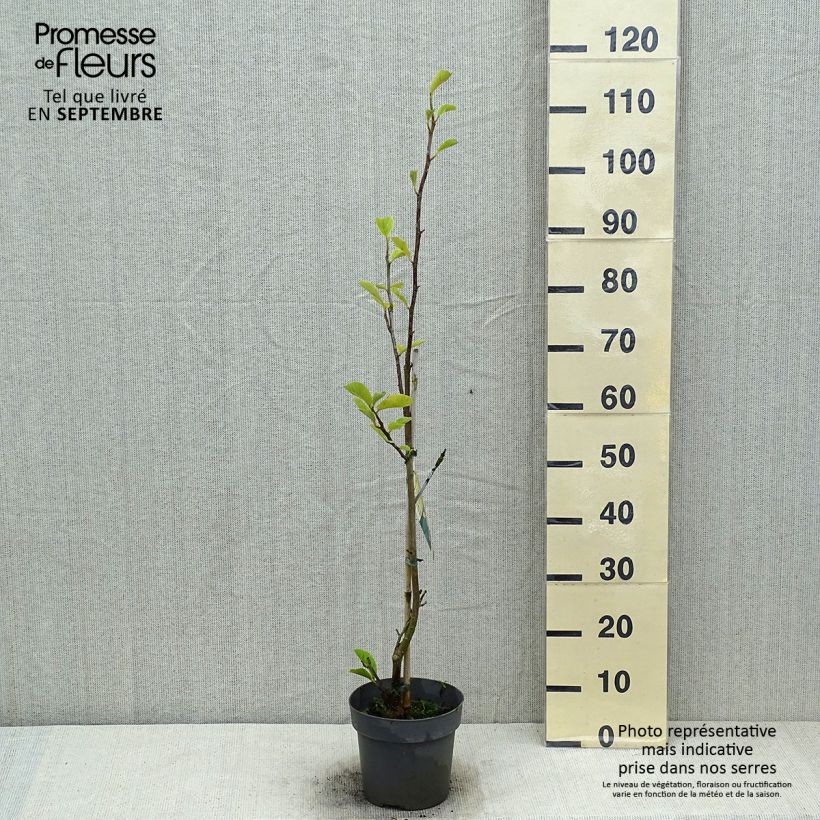 Magnolia soulangeana Satisfaction 2L/3L pot sample as delivered in summer