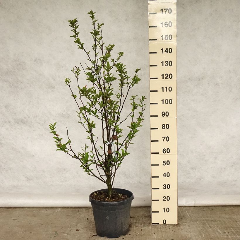 Magnolia stellata - Magnolia étoilé en pot de 20L sample as delivered in spring
