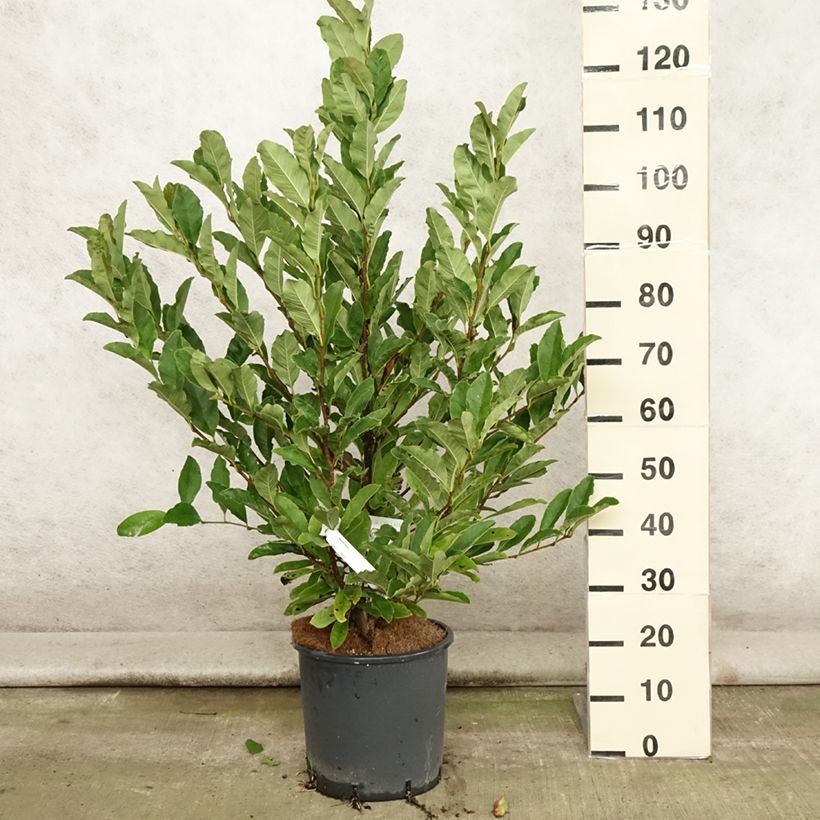 Magnolia stellata 7.5L/10L pot sample as delivered in summer