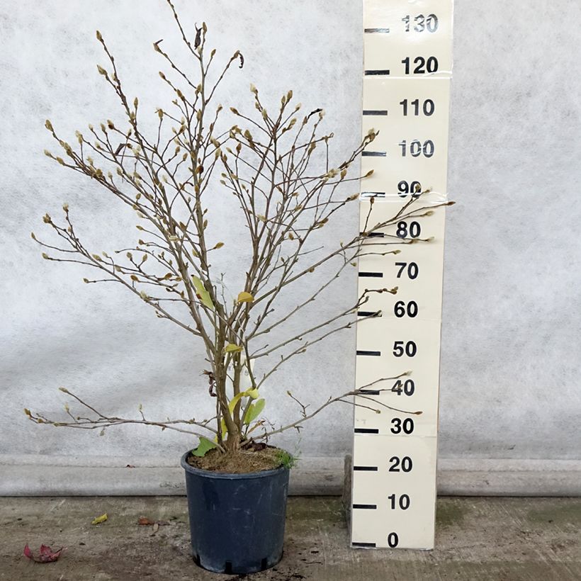 Magnolia stellata Royal Star 7.5L/10L pot sample as delivered in autumn