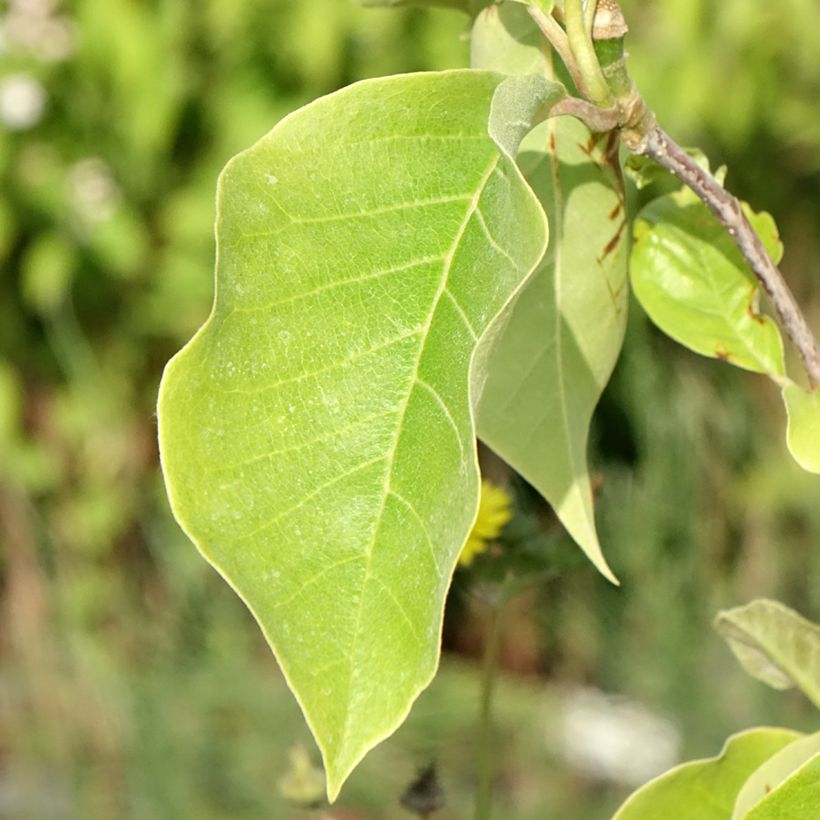 Magnolia x brooklynensis Sunsation (Foliage)