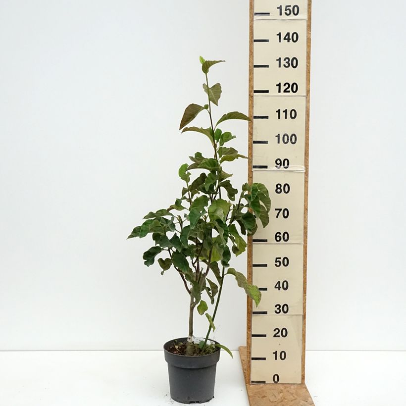 Magnolia Sunspire 6L/7L pot sample as delivered in summer