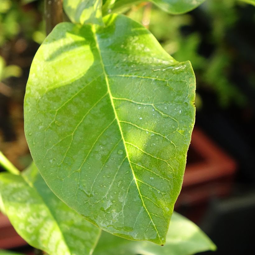 Magnolia x acuminata Blue Baby (Foliage)