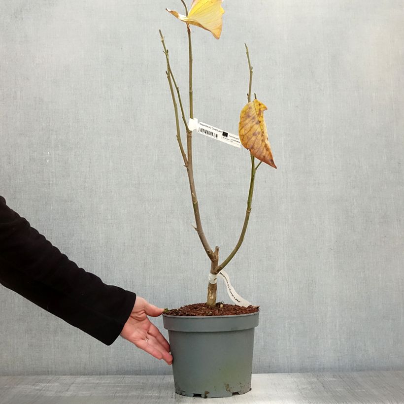Magnolia x acuminata Blue Baby 3L/4L pot sample as delivered in autumn