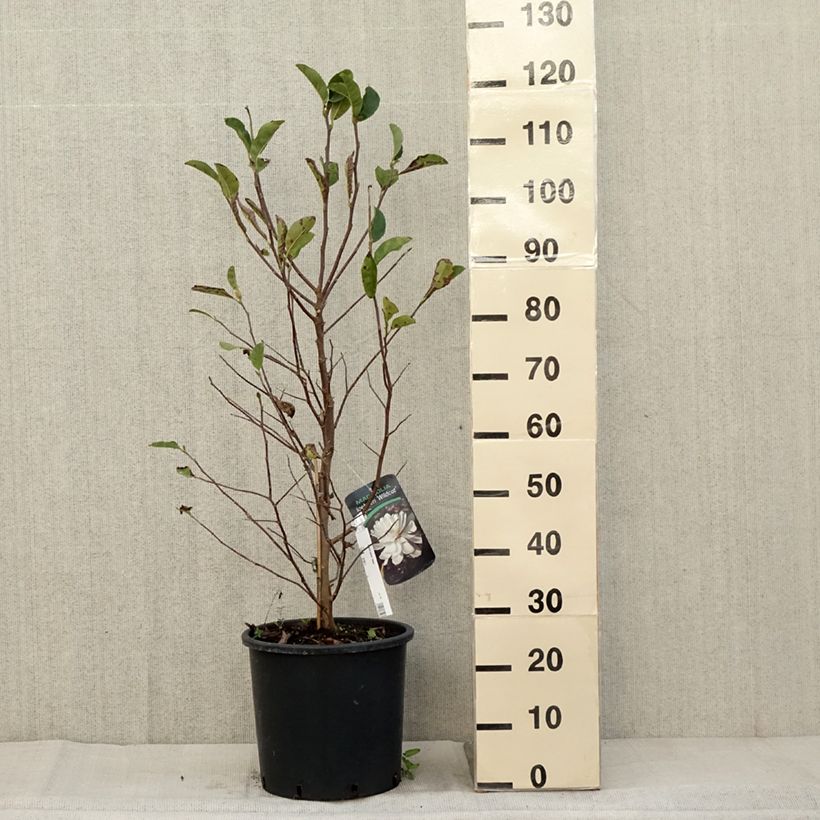 Magnolia x loebneri Wildcat - Magnolia hybride en pot de 7,5l/10l sample as delivered in autumn