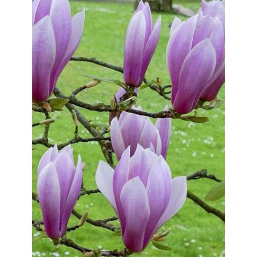 Magnolia  soulangeana Andre Leroy (Flowering)