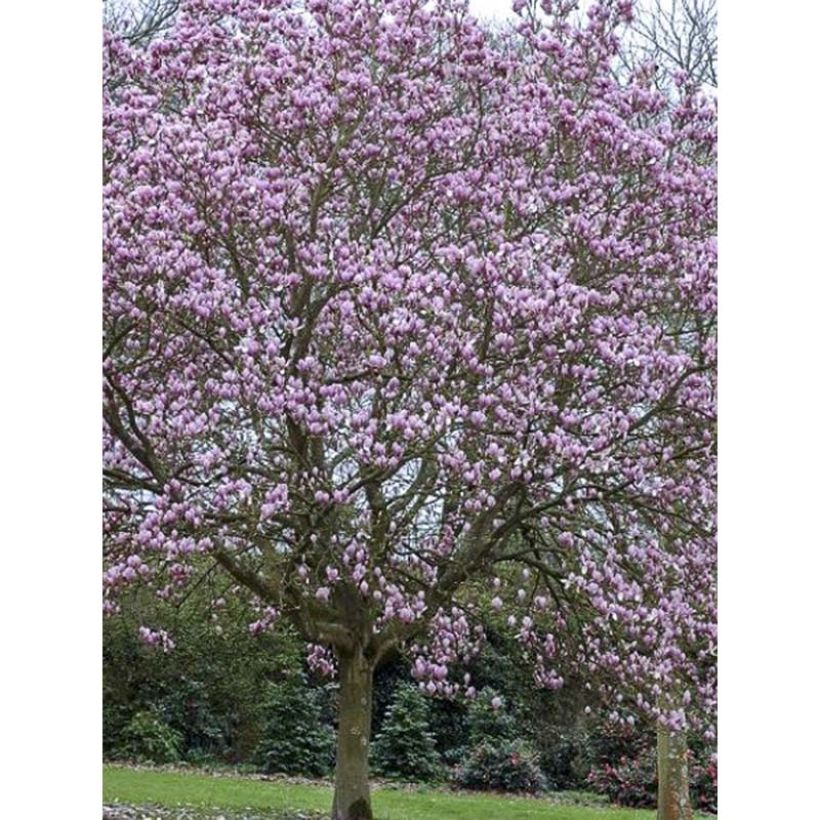 Magnolia  soulangeana Andre Leroy (Plant habit)