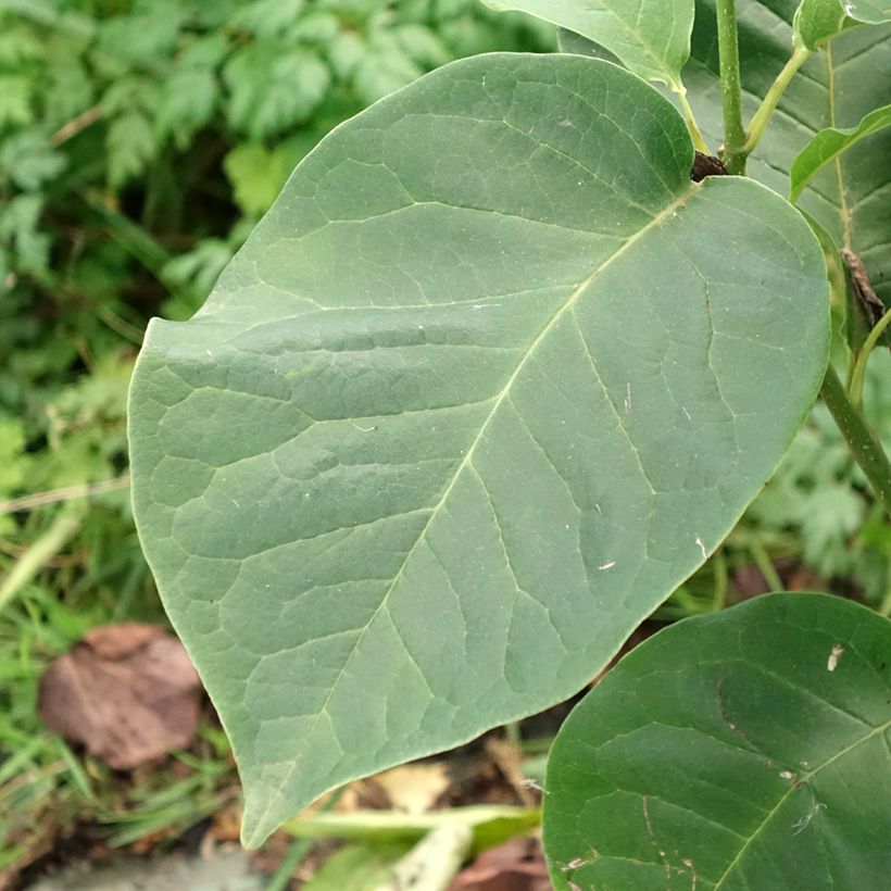 Magnolia soulangeana Cameo (Foliage)