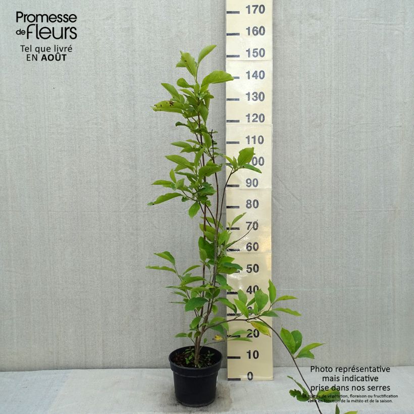 Magnolia soulangeana Lennei Pot de 4L/5LHauteur livrée env. 60/80cm sample as delivered in summer