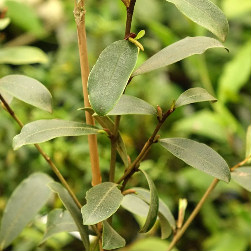 Magnolia yunnanensis (Foliage)