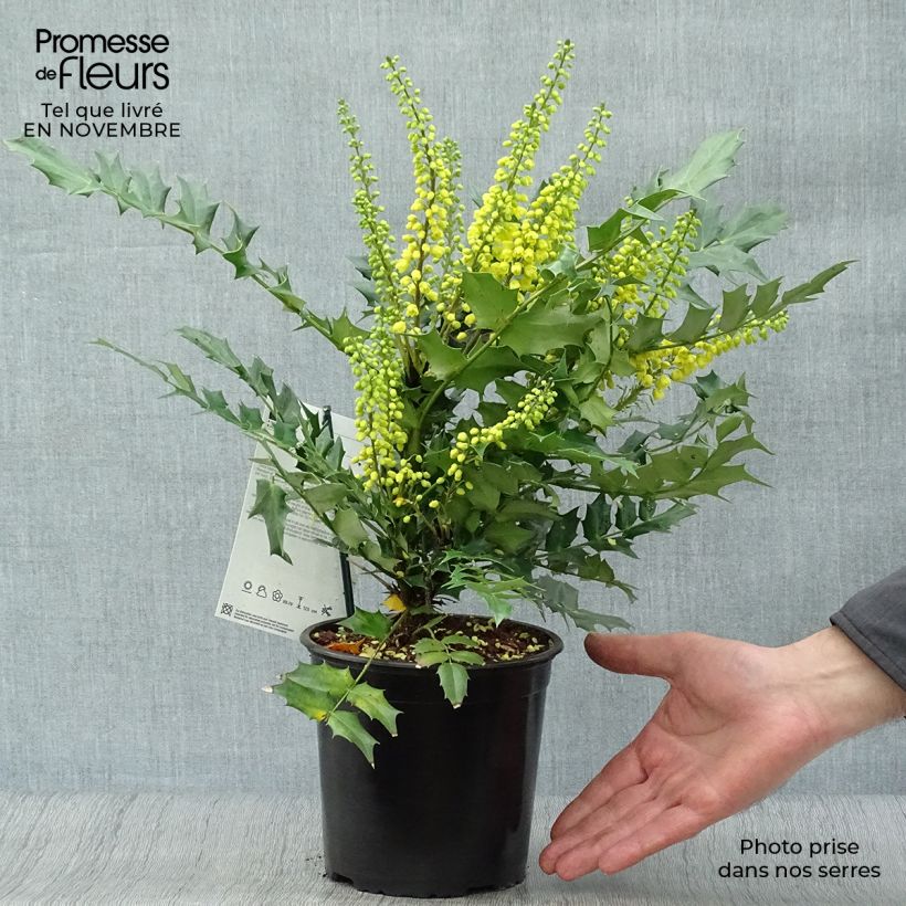 Mahonia Media Charity en pot de 2/3L sample as delivered in autumn