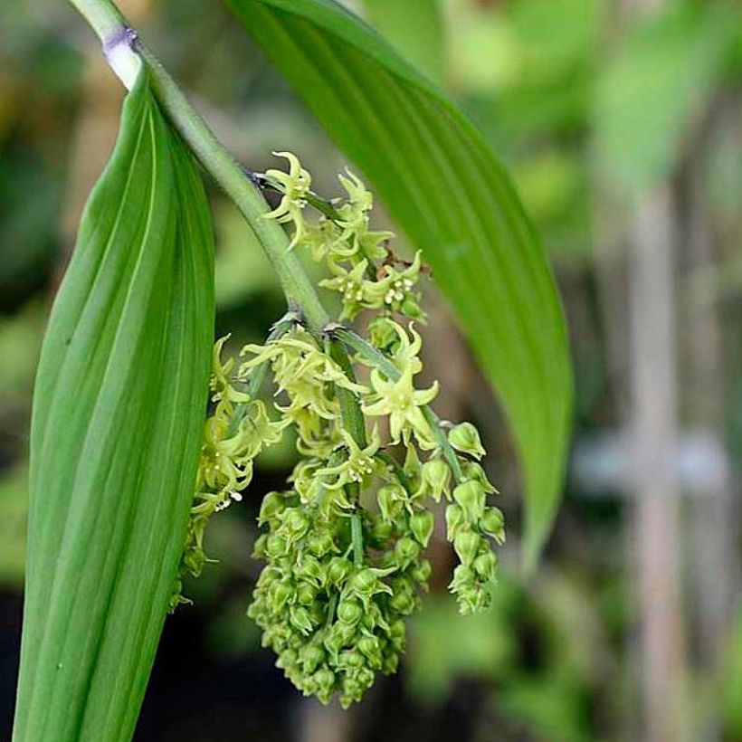 Maianthemum tatsienense (Flowering)