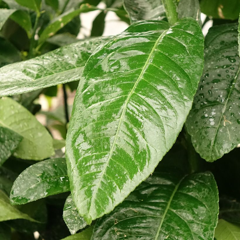Buddha's Hand - Citrus medica var. sarcodactylis (Foliage)