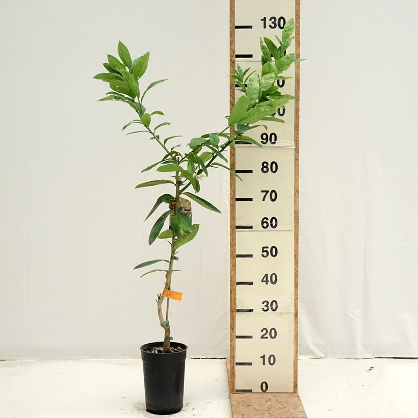 Buddha's Hand - Citrus medica var. sarcodactylis 3L/4L pot, Clump sample as delivered in summer