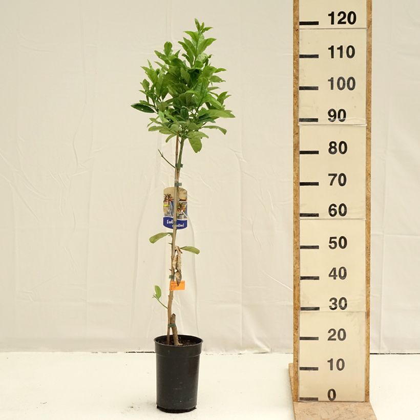 Buddha's Hand - Citrus medica var. sarcodactylis 3L/4L pot, ClumpShipped height around 70/90cm sample as delivered in spring