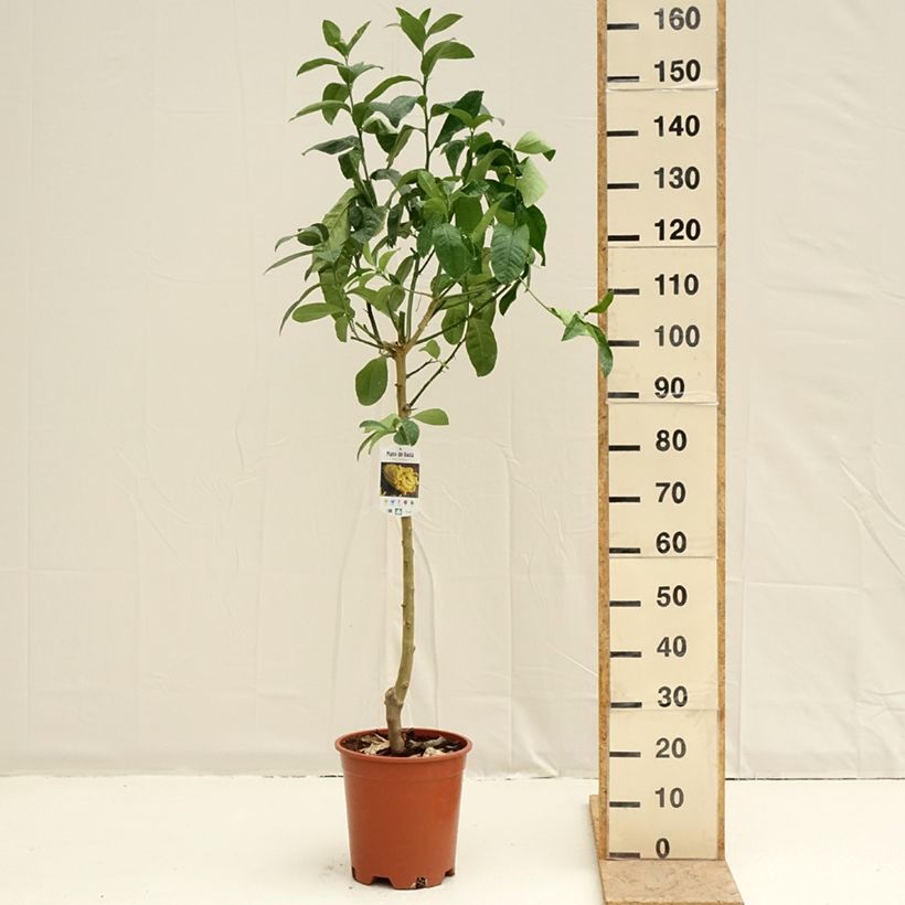 Buddha's Hand - Citrus medica var. sarcodactylis 7.5L/10L pot, Half standardShipped height around 120/130cm sample as delivered in spring