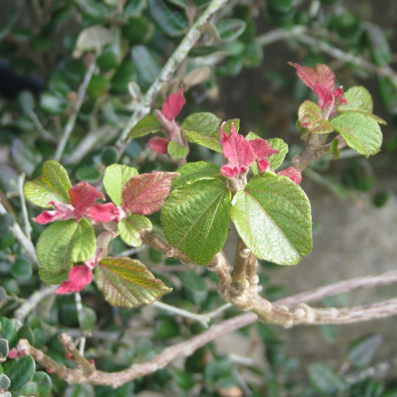 Mallotus japonicus (Foliage)