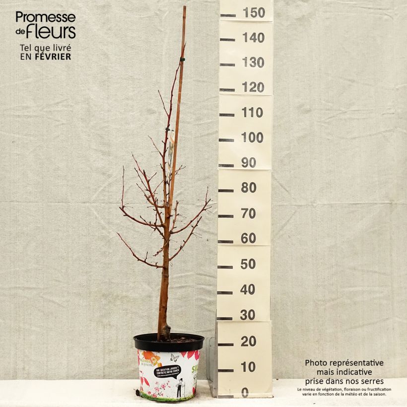 Malus Comtesse De Paris Pot de 7,5L/10L sample as delivered in winter