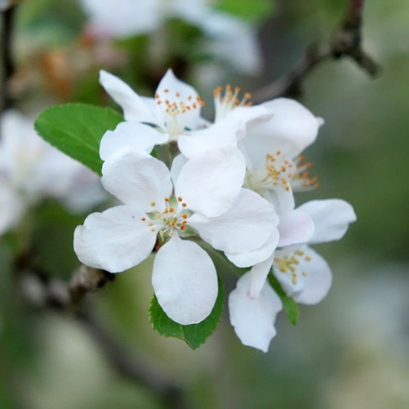 Malus robusta Yellow Siberian - Crab Apple (Flowering)