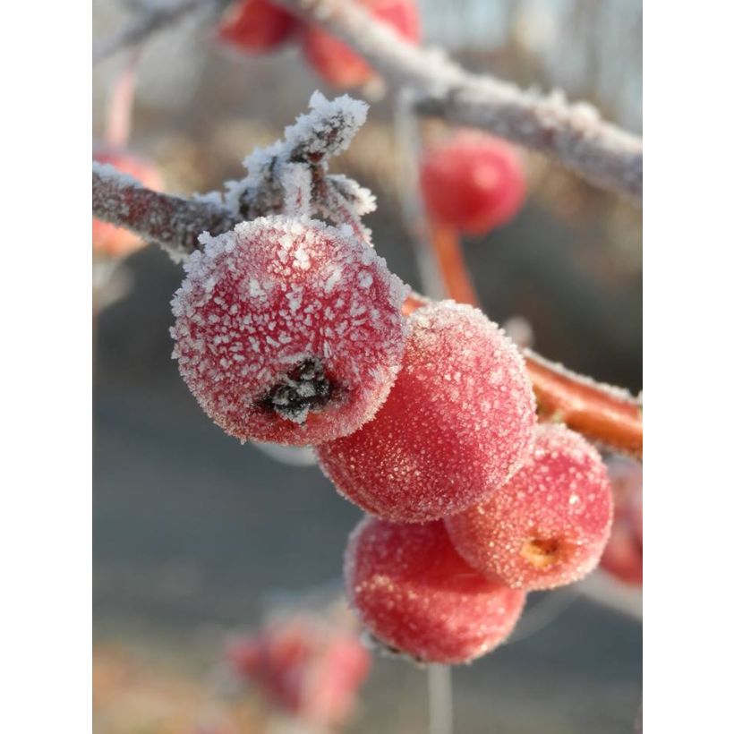 Malus Evereste - Crab Apple (Flowering)