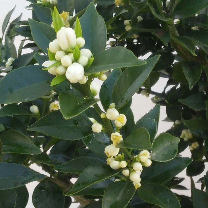 Chinese Mandarin Tree - Citrus myrtifolia (Flowering)