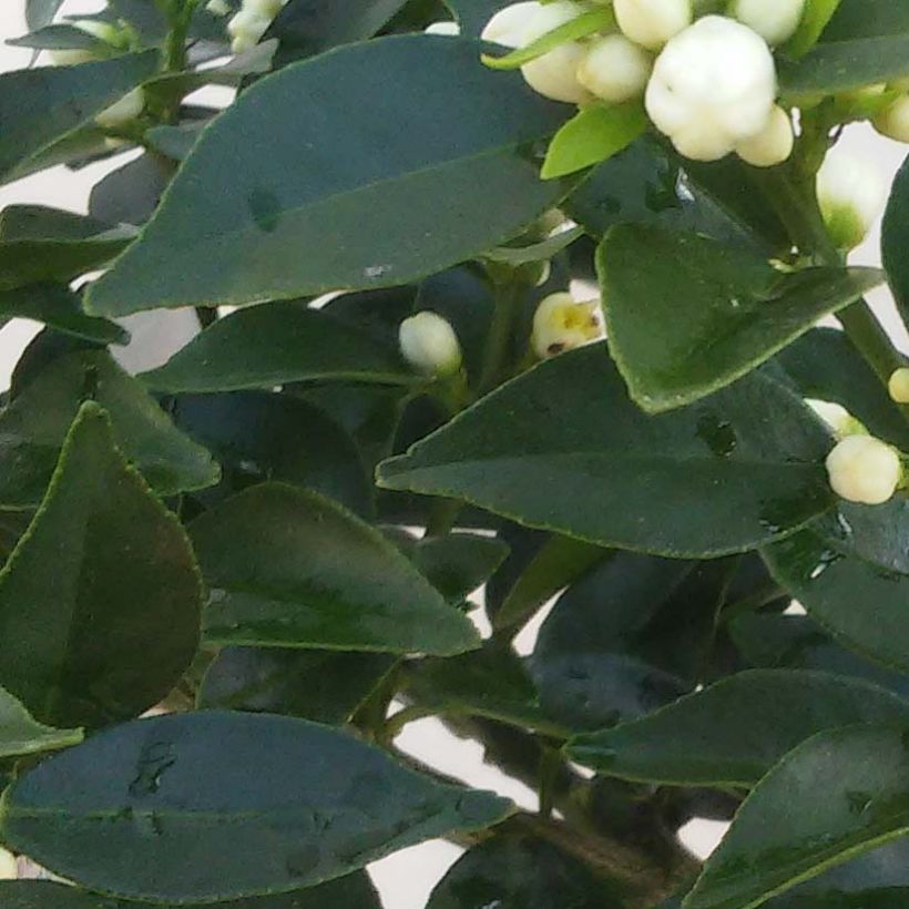 Chinese Mandarin Tree - Citrus myrtifolia (Foliage)