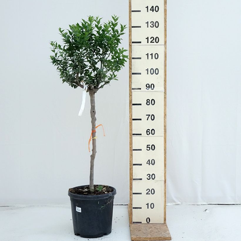 Chinese Mandarin Tree - Citrus myrtifolia 18L/20L pot, Half standard sample as delivered in summer