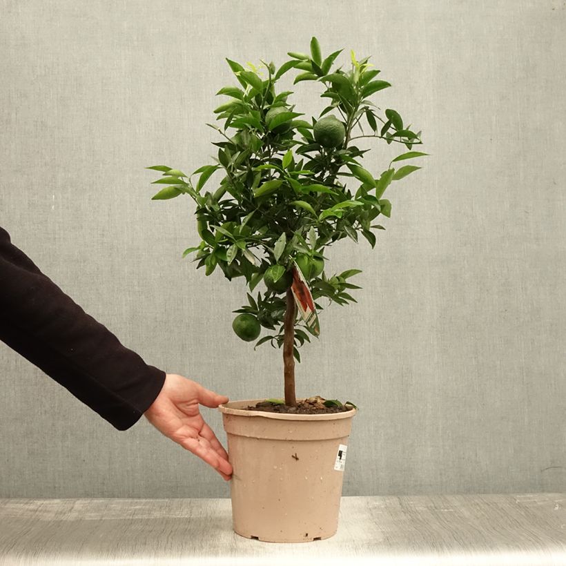 Mandarin Tree - Citrus deliciosa 4L/5L pot, Quarter standard sample as delivered in autumn