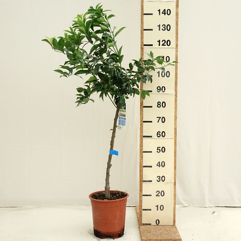 Mandarin Tree - Citrus deliciosa 7.5L/10L pot, Half standard sample as delivered in summer