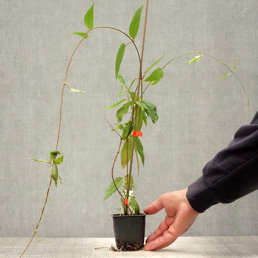 Mandevilla laxa - Jasmin du Chili Godet de 9 cm sample as delivered in summer