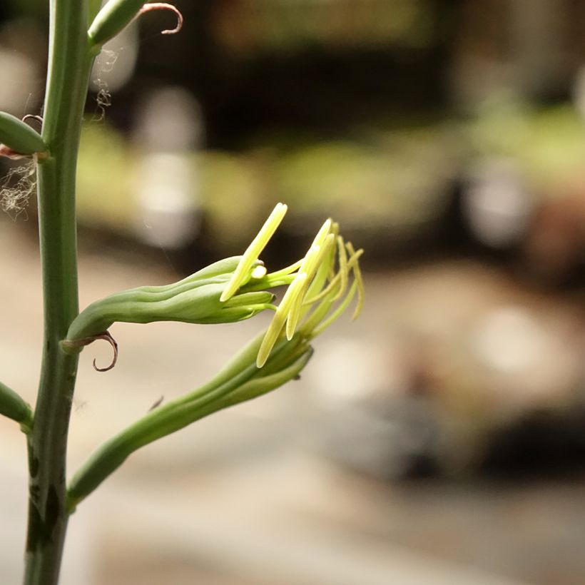 Agave undulata Purple passion  (Flowering)