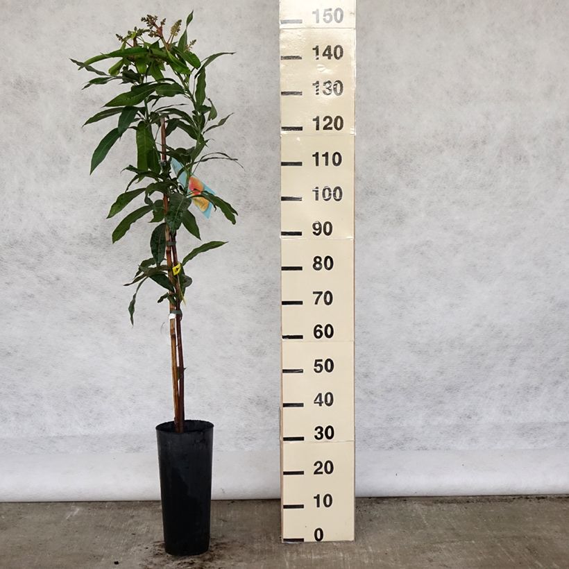 Mangifera indica - Mango Tree 6L/7L potShipped height around 125/150cm sample as delivered in spring