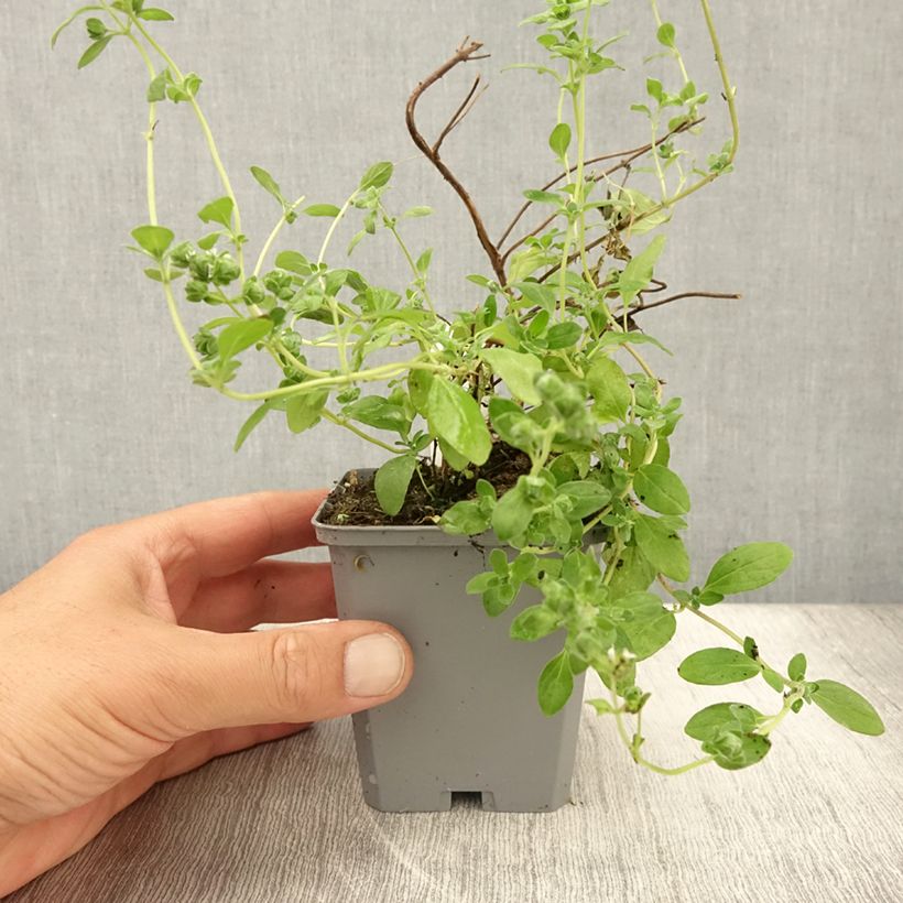 Origanum majorana - Sweet Marjoram 8/9 cm pot sample as delivered in summer