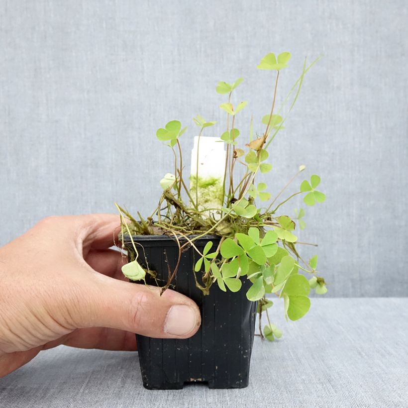 Marsilea quadrifolia - Water clover 8/9 cm pot sample as delivered in summer