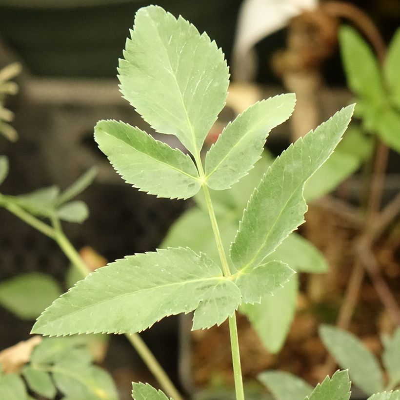 Mathiasella bupleuroides Green Dream (Foliage)