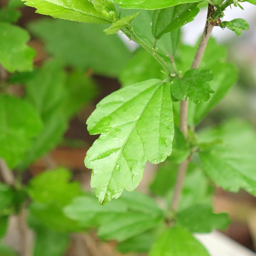 Hibiscus syriacus Red Heart - Rose of Sharon (Foliage)