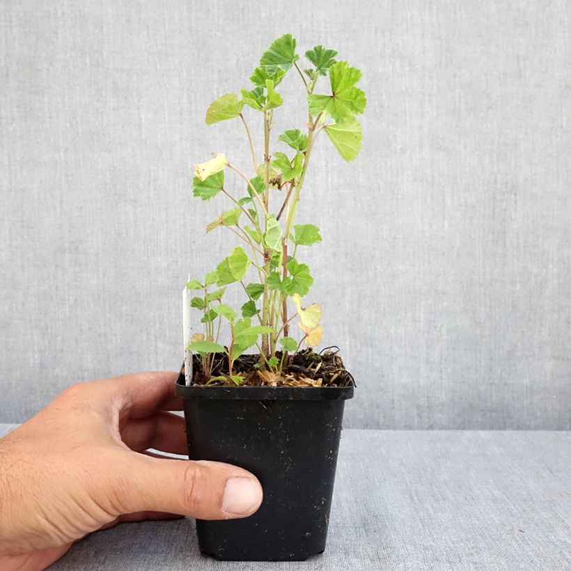 Malva sylvestris - Mallow 7/8 cm pot sample as delivered in summer