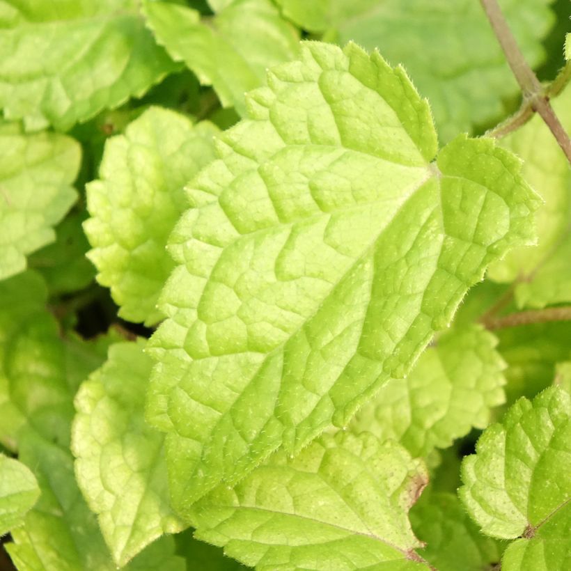 Meehania urticifolia Japanblau (Foliage)