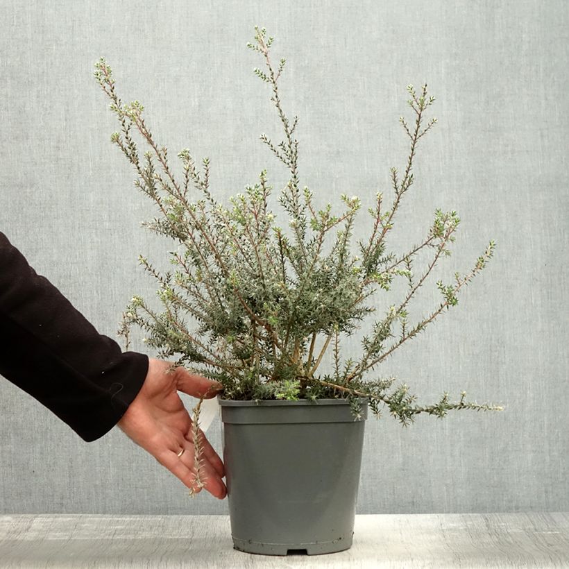 Melaleuca squamea 3L/4L pot sample as delivered in autumn