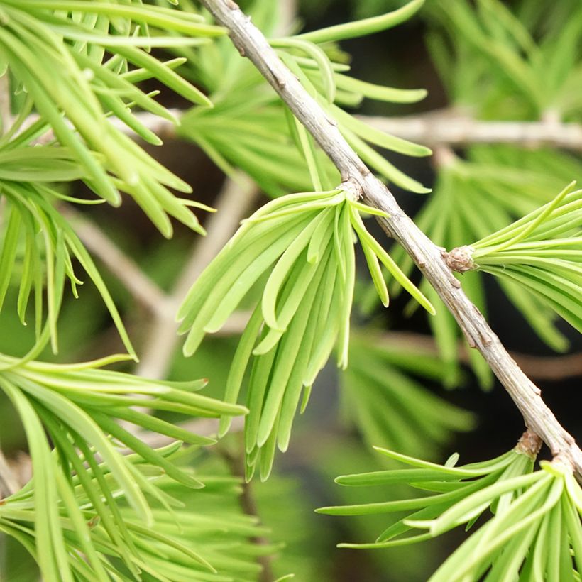 Pseudolarix amabilis - Golden Larch (Foliage)