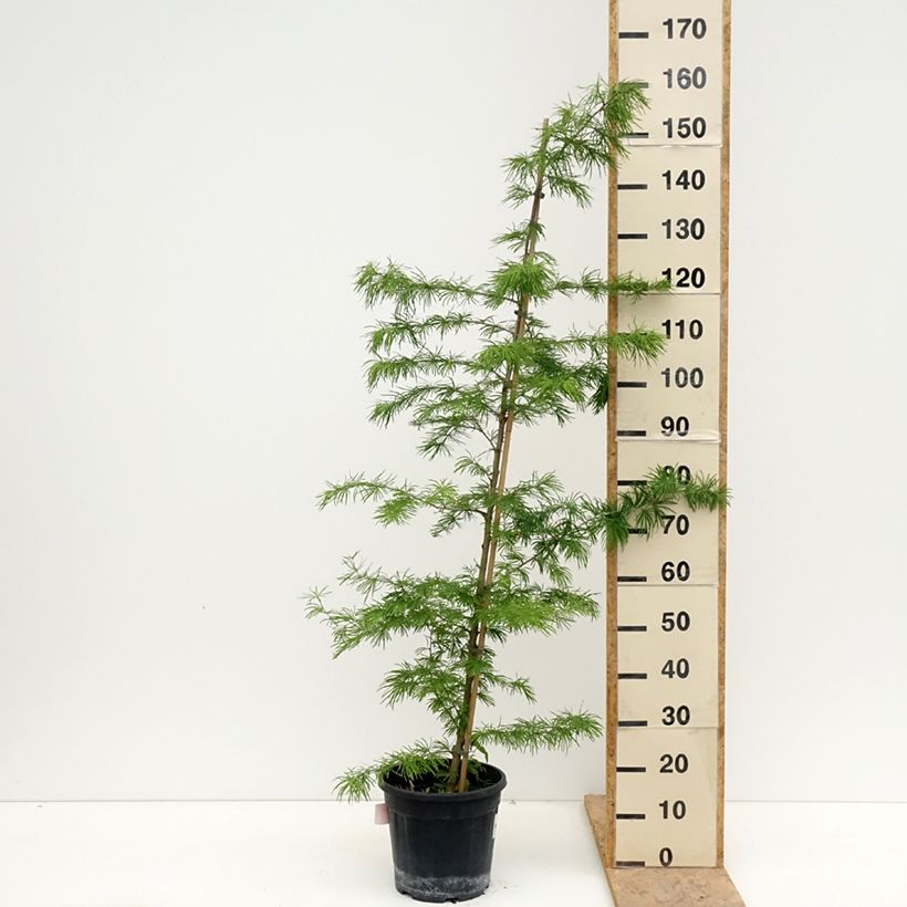 Pseudolarix amabilis - Golden Larch 7.5L/10L potShipped height around 40/60cm sample as delivered in spring