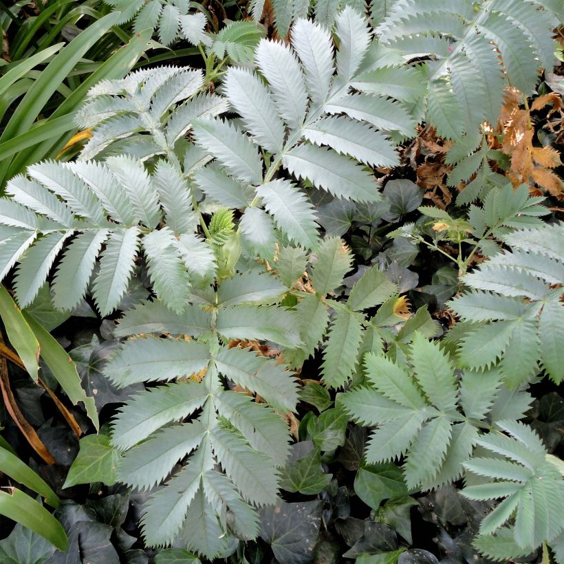 Melianthus major (Foliage)